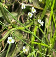 Alisma plantago-aquatica (Water Plantain) at Braidwood, NSW - 20 Jan 2024 by JaneR