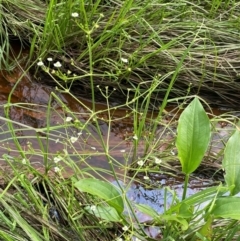 Alisma plantago-aquatica at QPRC LGA - 20 Jan 2024 04:00 PM