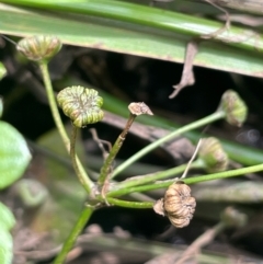 Alisma plantago-aquatica at QPRC LGA - 20 Jan 2024 04:00 PM