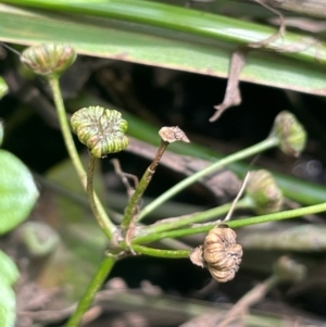 Alisma plantago-aquatica at QPRC LGA - 20 Jan 2024 04:00 PM