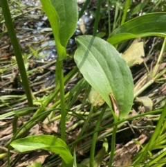 Alisma plantago-aquatica at QPRC LGA - 20 Jan 2024 04:00 PM