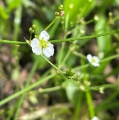 Alisma plantago-aquatica at QPRC LGA - 20 Jan 2024 04:00 PM