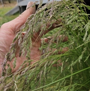 Poa labillardierei at Gundaroo, NSW - 4 Nov 2023 02:16 PM