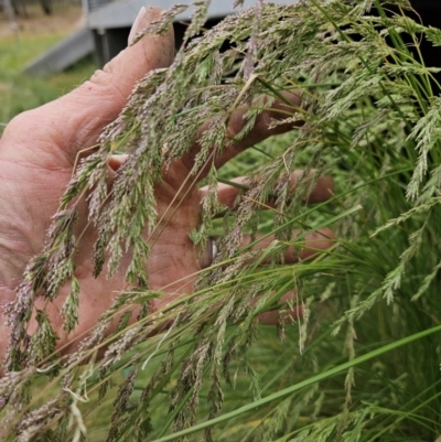 Poa labillardierei (Common Tussock Grass, River Tussock Grass) at Gundaroo, NSW - 4 Nov 2023 by justinpurtle