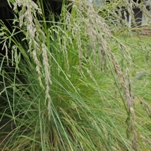 Poa labillardierei at Gundaroo, NSW - 4 Nov 2023 02:16 PM