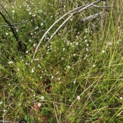 Geranium neglectum (Red-stemmed Cranesbill) at Tharwa, ACT - 19 Jan 2024 by JohnnyBoyACT