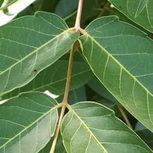 Ailanthus altissima at Farrer, ACT - 18 Jan 2024