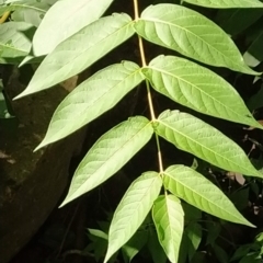 Ailanthus altissima at Farrer, ACT - 18 Jan 2024