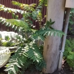 Ailanthus altissima at Farrer, ACT - 18 Jan 2024