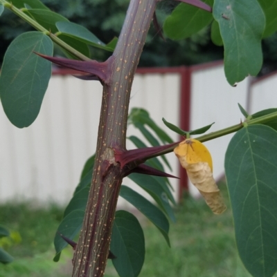 Robinia pseudoacacia (Black Locust) at Fadden, ACT - 18 Jan 2024 by KumikoCallaway