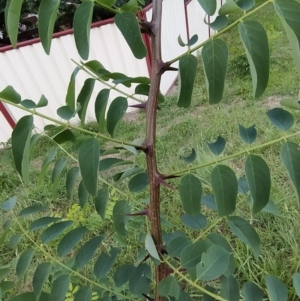 Robinia pseudoacacia at Wanniassa Hill - 19 Jan 2024