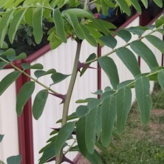 Robinia pseudoacacia at Wanniassa Hill - 19 Jan 2024