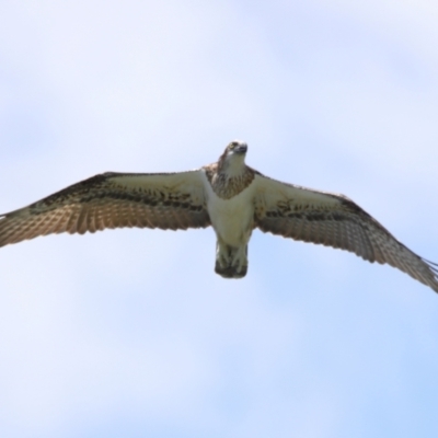 Pandion haliaetus (Osprey) at Cleveland, QLD - 10 Jan 2024 by TimL