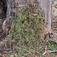 Einadia nutans subsp. nutans (Climbing Saltbush) at The Pinnacle - 26 Mar 2023 by sangio7