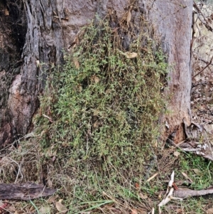 Einadia nutans subsp. nutans at The Pinnacle - 26 Mar 2023