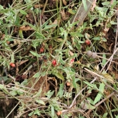 Einadia nutans subsp. nutans at The Pinnacle - 26 Mar 2023
