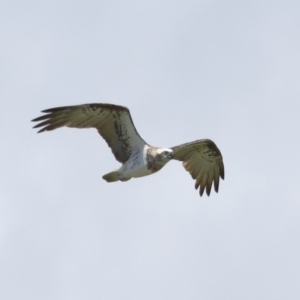 Pandion haliaetus at Cleveland, QLD - 10 Jan 2024