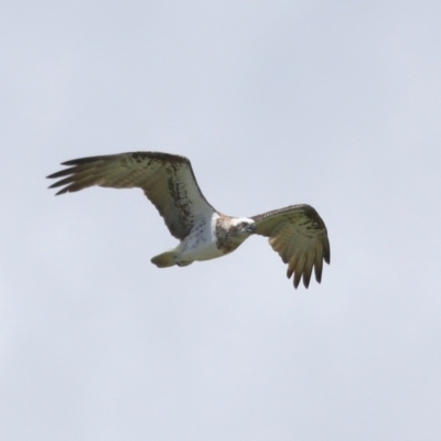 Pandion haliaetus (Osprey) at Cleveland, QLD - 9 Jan 2024 by TimL