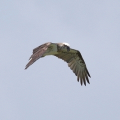 Pandion haliaetus at Cleveland, QLD - suppressed