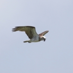 Pandion haliaetus at Cleveland, QLD - 10 Jan 2024