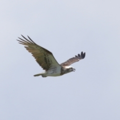Pandion haliaetus at Cleveland, QLD - suppressed