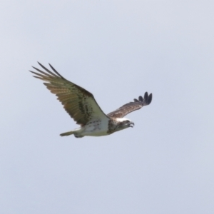 Pandion haliaetus at Cleveland, QLD - suppressed