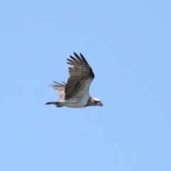 Pandion haliaetus at Cleveland, QLD - 10 Jan 2024