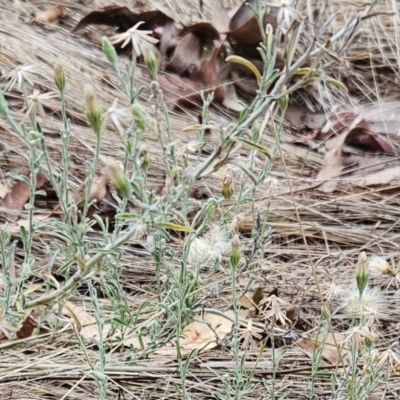Vittadinia gracilis (New Holland Daisy) at The Pinnacle - 21 Mar 2023 by sangio7