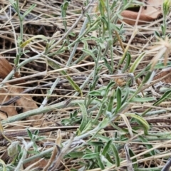 Vittadinia gracilis at The Pinnacle - 21 Mar 2023