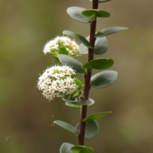 Platysace lanceolata at Wingecarribee Local Government Area - 17 Jan 2024 10:18 AM