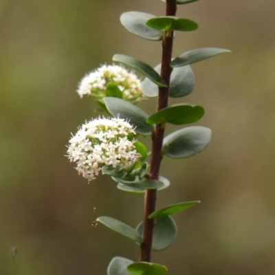 Platysace lanceolata (Shrubby Platysace) at Wingecarribee Local Government Area - 16 Jan 2024 by Curiosity