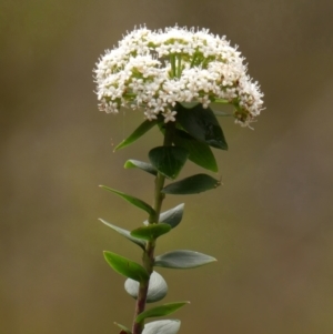 Platysace lanceolata at Wingecarribee Local Government Area - 17 Jan 2024 10:18 AM