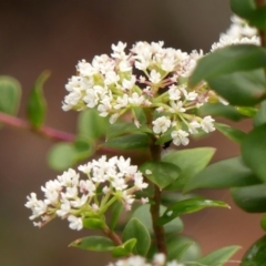 Platysace lanceolata at Wingecarribee Local Government Area - 17 Jan 2024 10:18 AM