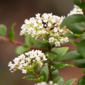 Platysace lanceolata at Wingecarribee Local Government Area - 17 Jan 2024 10:18 AM