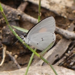 Candalides xanthospilos (Yellow-spotted Blue) at Wingecarribee Local Government Area - 17 Jan 2024 by Curiosity