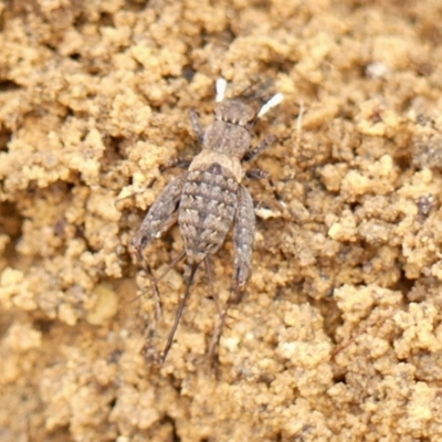 Bobilla killara (Pygmy Cricket) at Wingecarribee Local Government Area - 16 Jan 2024 by Curiosity