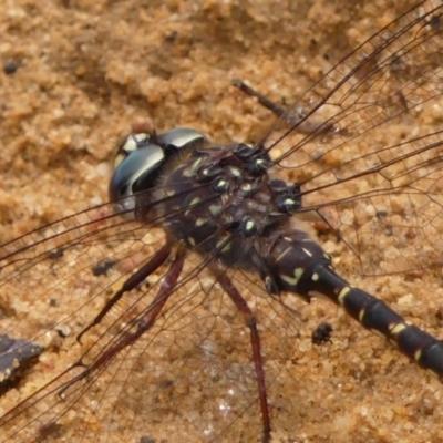 Austroaeschna obscura (Sydney Mountain Darner) at Colo Vale - 17 Jan 2024 by Curiosity