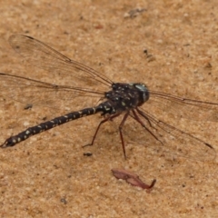 Austroaeschna obscura at Wingecarribee Local Government Area - 17 Jan 2024