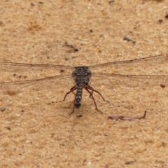 Austroaeschna obscura at Wingecarribee Local Government Area - 17 Jan 2024