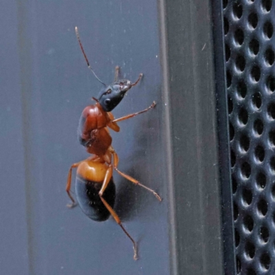 Camponotus consobrinus (Banded sugar ant) at Turner, ACT - 17 Dec 2023 by ConBoekel