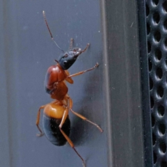 Camponotus consobrinus at Turner, ACT - 17 Dec 2023