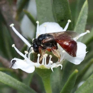 Exoneura sp. (genus) at Acton, ACT - 15 Dec 2023