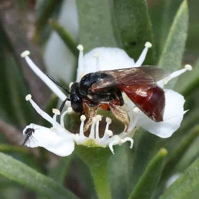 Exoneura sp. (genus) (A reed bee) at Acton, ACT - 15 Dec 2023 by ConBoekel
