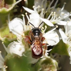 Exoneura sp. (genus) at Acton, ACT - 15 Dec 2023