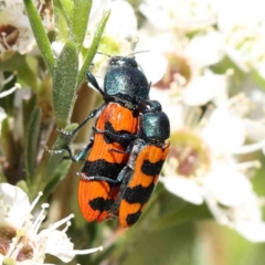 Castiarina crenata (Jewel beetle) at Black Mountain - 15 Dec 2023 by ConBoekel