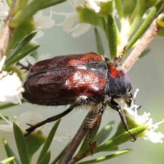 Bisallardiana gymnopleura (Brown flower chafer) at Black Mountain - 15 Dec 2023 by ConBoekel