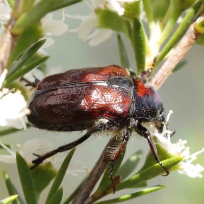 Bisallardiana gymnopleura (Brown flower chafer) at Acton, ACT - 15 Dec 2023 by ConBoekel