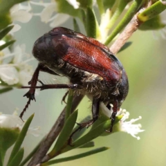 Bisallardiana gymnopleura at Black Mountain - 15 Dec 2023 03:07 PM