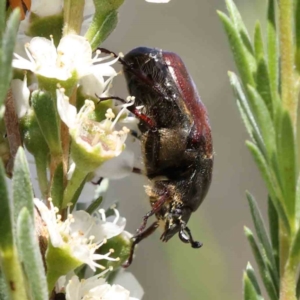 Bisallardiana gymnopleura at Black Mountain - 15 Dec 2023