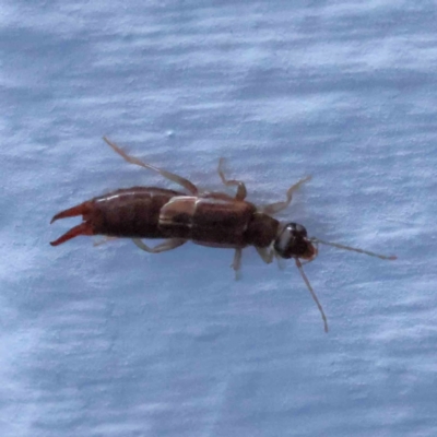 Labidura sp. (genus) (Unidentified Labidura earwig) at Turner, ACT - 15 Dec 2023 by ConBoekel